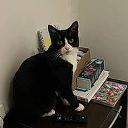 Pistache a rejoint le concours — aidez-le/la à gagner de superbes lots ! animal, black_and_white, cat, clutter, curious, ears, eyes, furniture, game_case, glasses, indoor, nightstand, nintendo_switch, notebook, pet, remote_control, sitting, splatoon_3, tuxedo_cat, whiskers