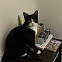 animal, black_and_white, cat, clutter, curious, ears, eyes, furniture, game_case, glasses, indoor, nightstand, nintendo_switch, notebook, pet, remote_control, sitting, splatoon_3, tuxedo_cat, whiskers