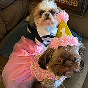 Mj Madison joined the competition — help win amazing prizes! dog, party_hat, tutu, tuxedo, costume, celebration, pet, cute, indoor, couch, furniture, animal, small_dog, brown_dog, white_dog, pink, gold, birthday, decor, fluffy