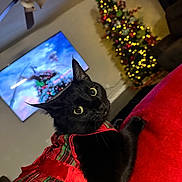 animal, black_cat, cat, ceiling_fan, christmas_lights, christmas_tree, cozy, cute, festive, holiday_decor, holiday_outfit, indoor, living_room, looking_back, pet, plaid, red_ribbon, red_surface, tv_screen, whiskers