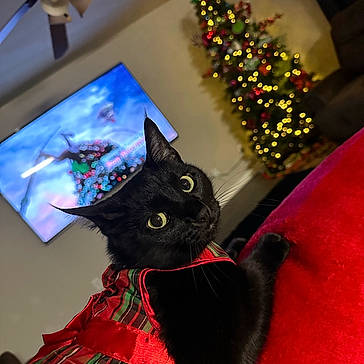 Mona Mendoza joined the competition — help win amazing prizes! animal, black_cat, cat, ceiling_fan, christmas_lights, christmas_tree, cozy, cute, festive, holiday_decor, holiday_outfit, indoor, living_room, looking_back, pet, plaid, red_ribbon, red_surface, tv_screen, whiskers