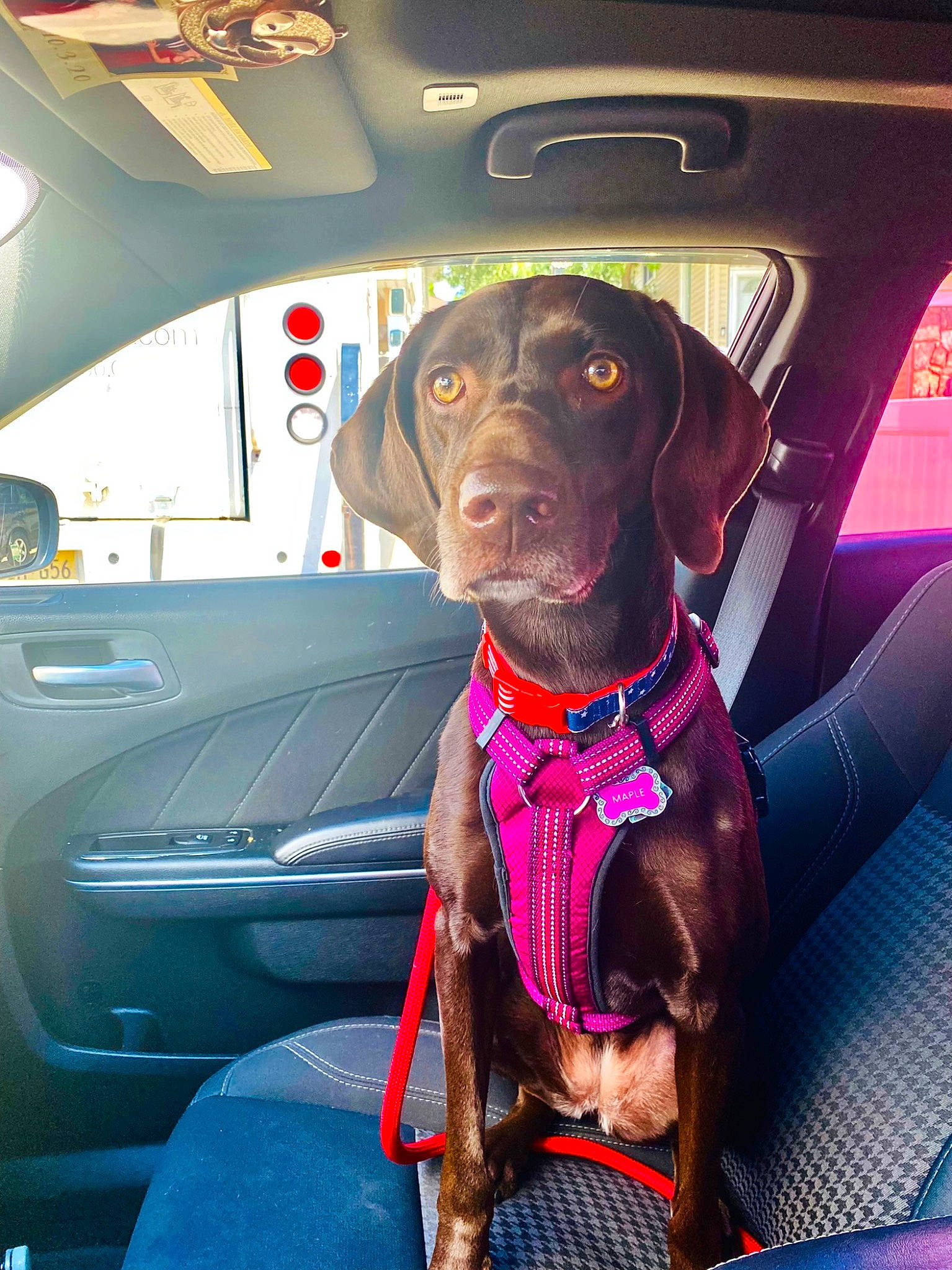 Maple joined the competition — help win amazing prizes! automotive_exterior, automotive_lighting, canidae, carnivore, collar, companion_dog, dog, dog_breed, dog_collar, dog_supply, fawn, gun_dog, liver, mammal, pet_supply, snout, sporting_group, vehicle_door, windshield, working_animal