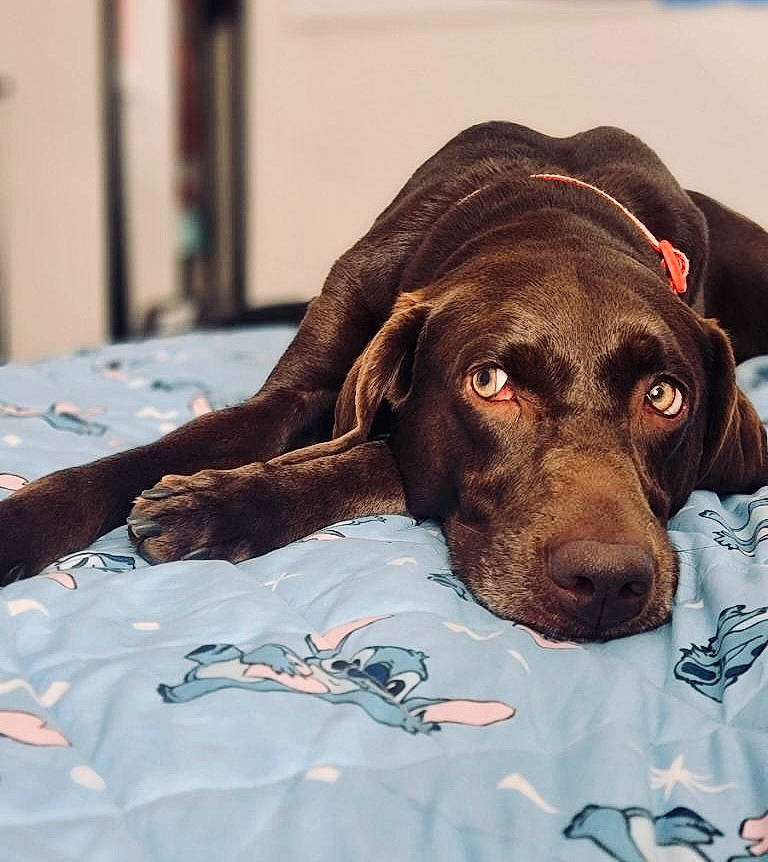 Maple is registered to the contest to win money with this photo: carnivore, comfort, companion_dog, dog, dog_breed, dog_supply, fur, guard_dog, hunting_dog, leash, linens, liver, non_sporting_group, pet_supply, selfie, snout, sporting_group, whiskers, working_animal