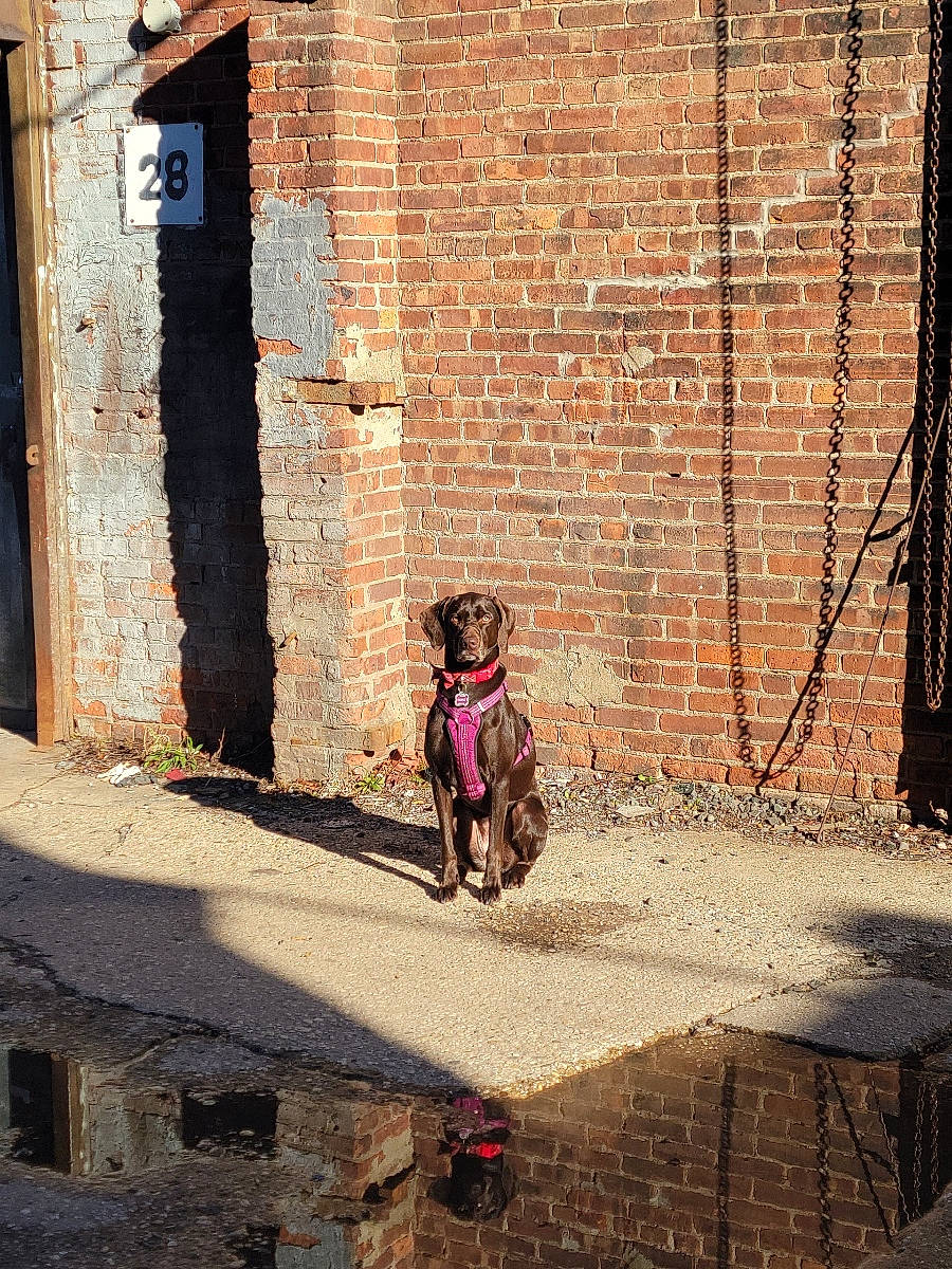 Maple is registered to the contest to win money with this photo: asphalt, brick, brickwork, building, carnivore, city, dog, dog_breed, door, facade, fawn, flooring, house, road, road_surface, sidewalk, sunglasses, tints_and_shades, tree, wood