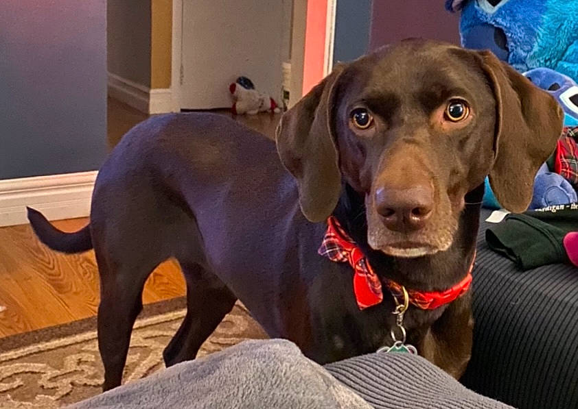 Maple joined the competition — help win amazing prizes! canidae, carnivore, collar, comfort, companion_dog, dog, dog_breed, dog_collar, dog_supply, fawn, flooring, gun_dog, hunting_dog, liver, pet_supply, snout, sporting_group, whiskers, working_animal