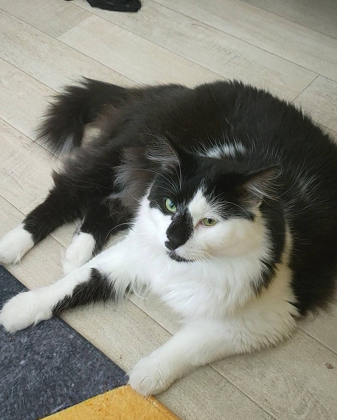 Koki participe au concours pour gagner de l'argent avec cette photo : carnivore, cat, claw, comfort, companion_dog, domestic_short_haired_cat, felidae, flooring, foot, fur, human_leg, paw, sitting, small_to_medium_sized_cats, snout, tail, terrestrial_animal, whiskers