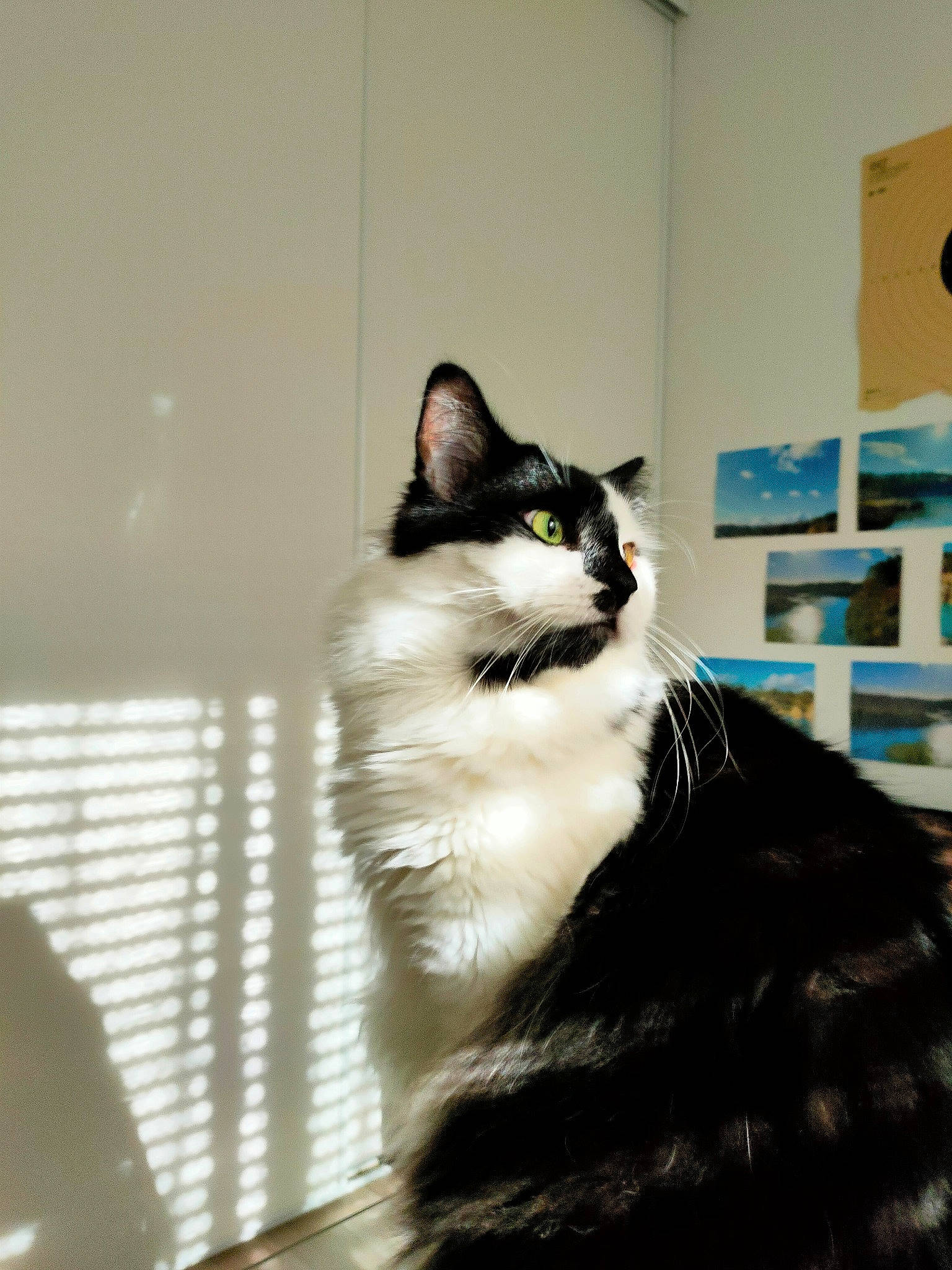 Koki participe au concours pour gagner de l'argent avec cette photo : carnivore, cat, domestic_short_haired_cat, felidae, formal_wear, fur, monochrome, monochrome_photography, plant, shadow, sitting, small_to_medium_sized_cats, snout, tail, tints_and_shades, tree, whiskers, window