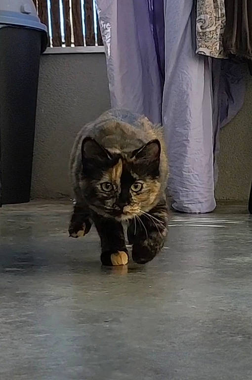 Lola participe au concours pour gagner de l'argent avec cette photo : carnivore, cat, curtain, domestic_short_haired_cat, felidae, floor, flooring, fur, grey, hardwood, human_leg, sitting, small_to_medium_sized_cats, snout, tail, terrestrial_animal, whiskers, window, wood