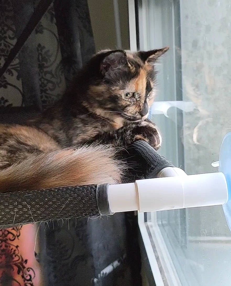 Lola a rejoint le concours — aidez-le/la à gagner de superbes lots ! carnivore, cat, claw, comfort, domestic_short_haired_cat, felidae, fur, human_leg, paw, sitting, small_to_medium_sized_cats, snout, tail, whiskers, window