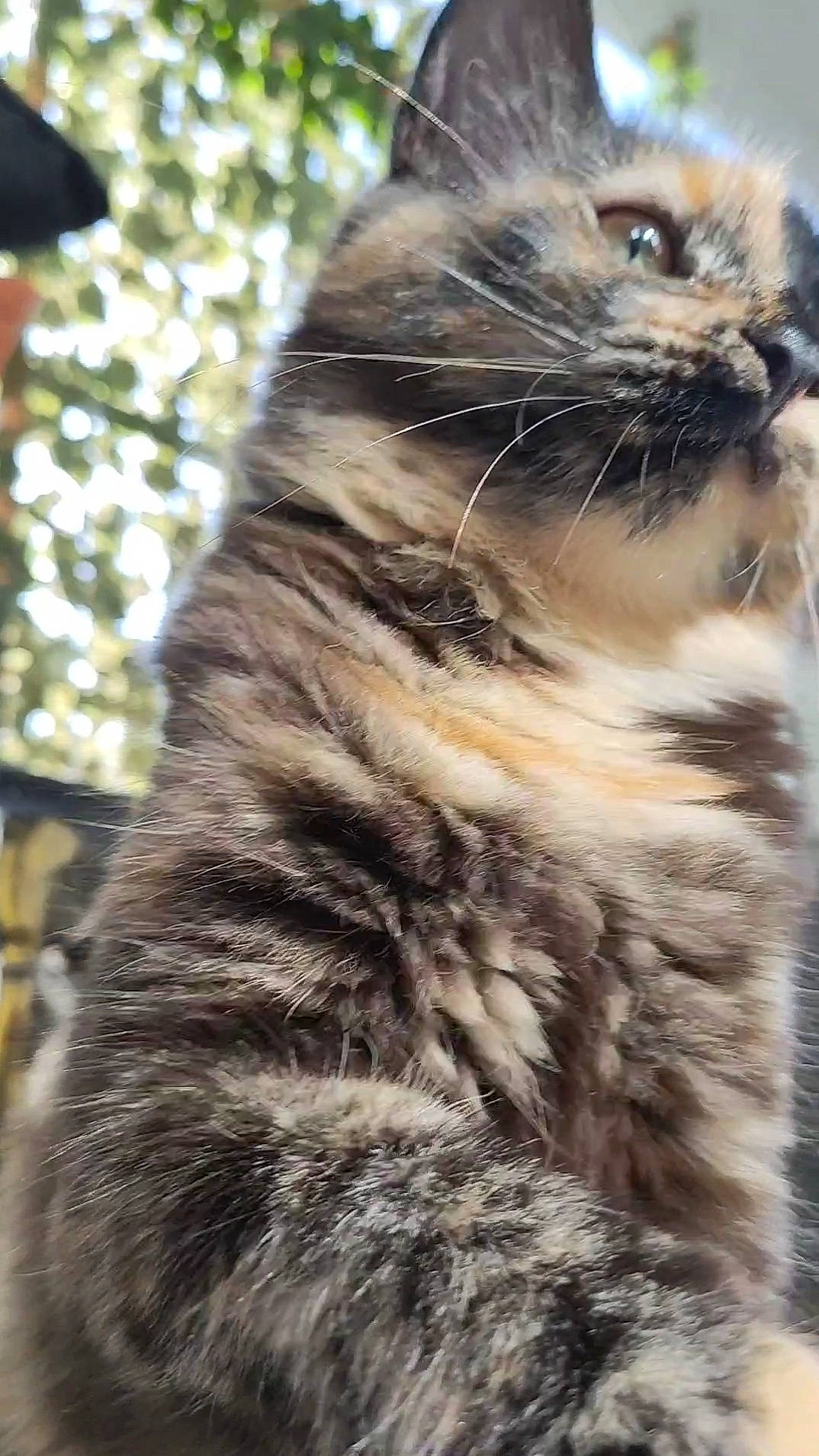 Lola a rejoint le concours — aidez-le/la à gagner de superbes lots ! carnivore, cat, claw, domestic_short_haired_cat, fawn, felidae, fur, grass, paw, photo_caption, plant, small_to_medium_sized_cats, snout, tail, terrestrial_animal, tree, whiskers, wildlife, window