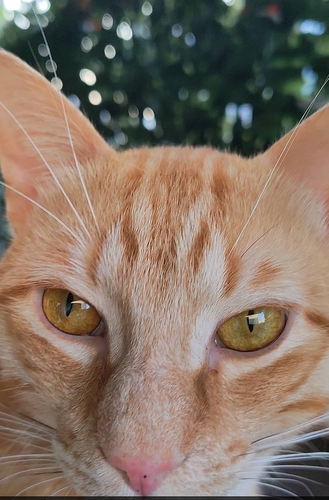 Oxlo a rejoint le concours — aidez-le/la à gagner de superbes lots ! carnivore, cat, close_up, domestic_short_haired_cat, ear, event, eye, fawn, felidae, fur, grass, human_body, small_to_medium_sized_cats, snout, tail, terrestrial_animal, tree, whiskers, wildlife, window