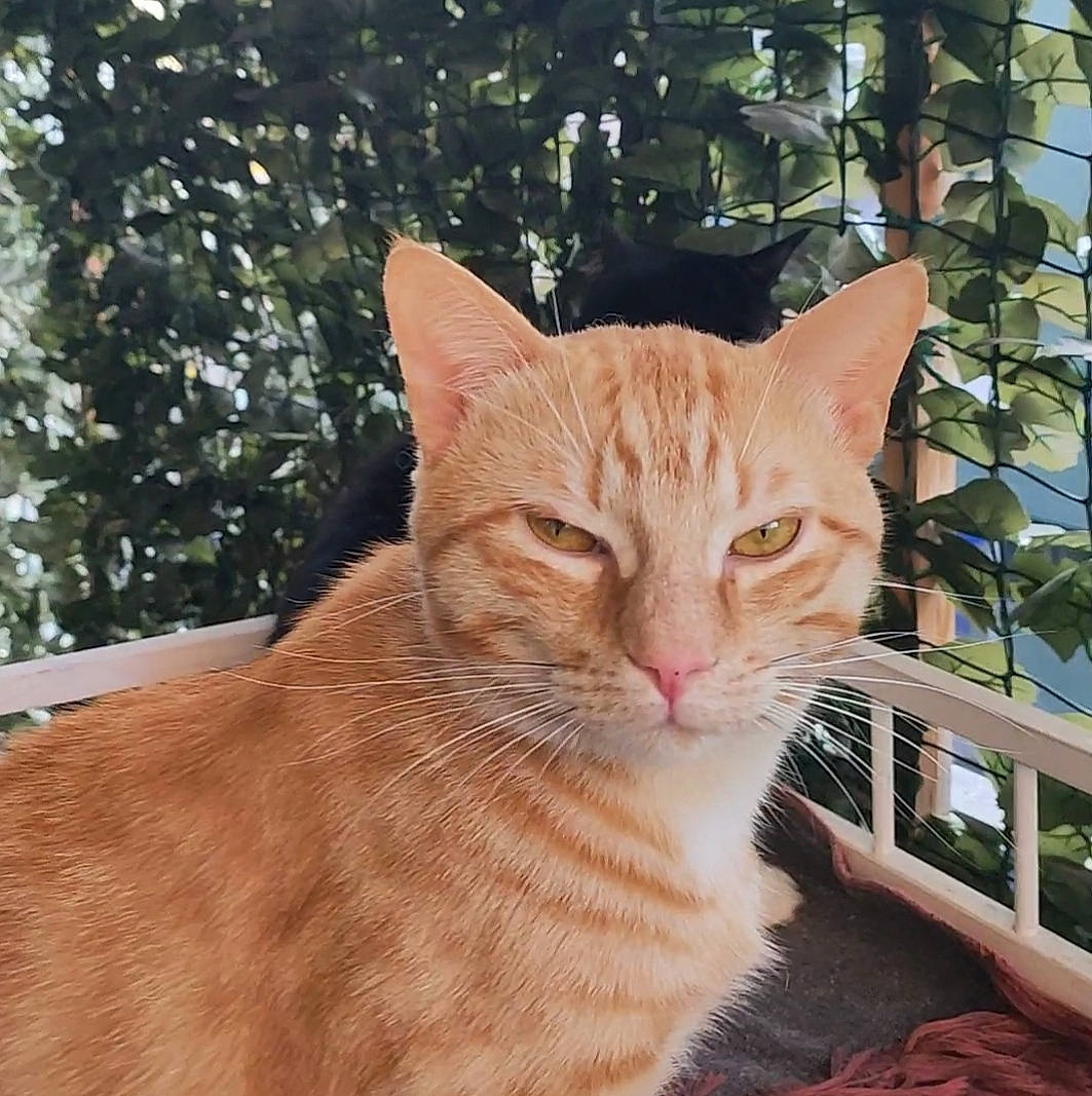 Oxlo a rejoint le concours — aidez-le/la à gagner de superbes lots ! carnivore, cat, domestic_short_haired_cat, eye, fawn, felidae, fur, grass, head, liver, plant, small_to_medium_sized_cats, snout, tail, terrestrial_animal, tree, whiskers, wildlife, window, wood