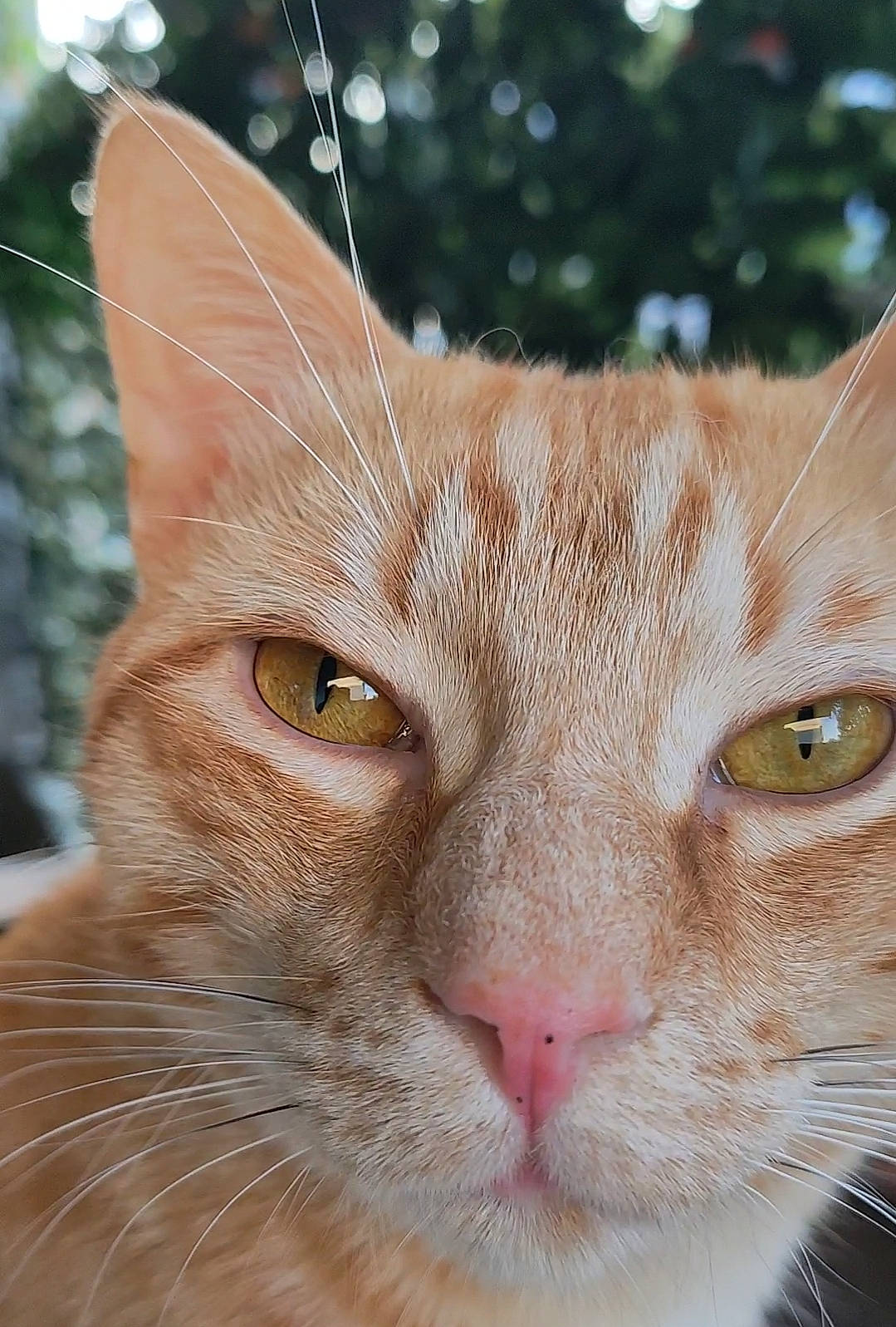 Oxlo participe au concours pour gagner de l'argent avec cette photo : carnivore, cat, close_up, domestic_short_haired_cat, ear, fawn, felidae, fur, grass, photography, plant, small_to_medium_sized_cats, snout, terrestrial_animal, tree, whiskers, wildlife
