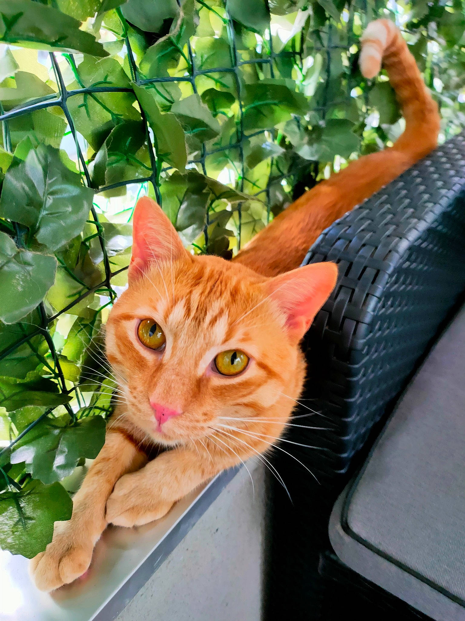 Oxlo a rejoint le concours — aidez-le/la à gagner de superbes lots ! art, carnivore, cat, domestic_short_haired_cat, fawn, felidae, flowerpot, fur, grass, groundcover, houseplant, plant, small_to_medium_sized_cats, snout, tail, tree, trunk, whiskers, window, wood