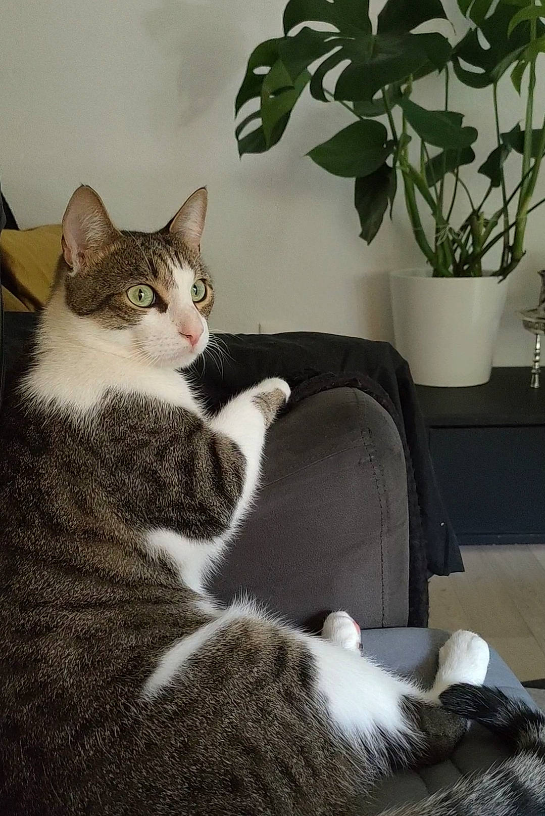 Ziko participe au concours pour gagner de l'argent avec cette photo : carnivore, cat, comfort, couch, domestic_short_haired_cat, eye, felidae, flowerpot, fur, grey, houseplant, mammal, plant, sitting, small_to_medium_sized_cats, snout, tail, tree, whiskers, window