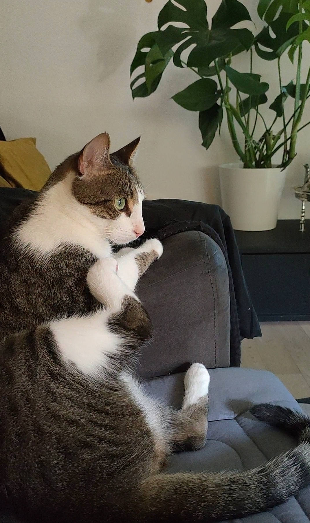 Ziko a rejoint le concours — aidez-le/la à gagner de superbes lots ! carnivore, cat, comfort, couch, domestic_short_haired_cat, felidae, flowerpot, fur, grey, houseplant, paw, plant, sitting, small_to_medium_sized_cats, snout, tail, tree, whiskers, window, wood