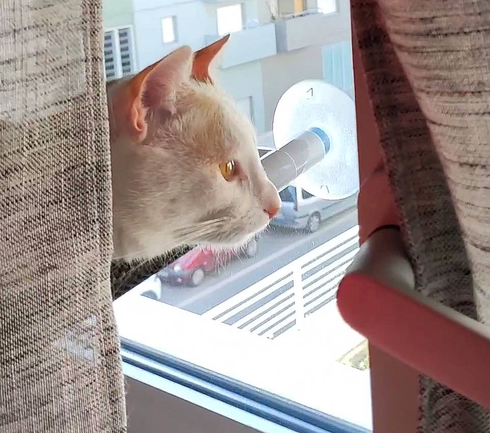 Saxo participe au concours pour gagner de l'argent avec cette photo : animal_shelter, carnivore, cat, comfort, domestic_short_haired_cat, fawn, felidae, fur, pet_supply, small_to_medium_sized_cats, tail, whiskers, wood