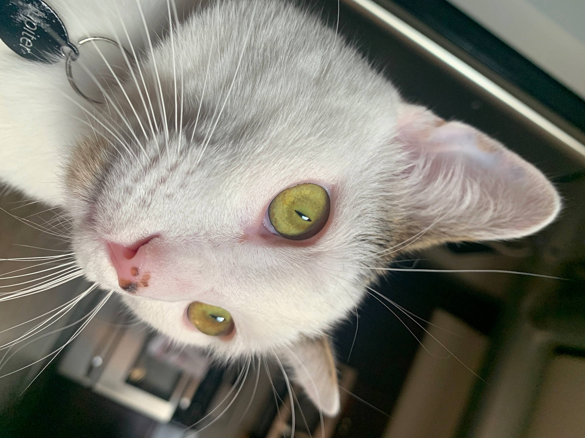 Jupiter is registered to the contest to win money with this photo: animal_shelter, carnivore, cat, claw, comfort, domestic_short_haired_cat, ear, eye, felidae, fur, home_appliance, iris, nose, paw, pet_supply, plant, small_to_medium_sized_cats, snout, tail, whiskers