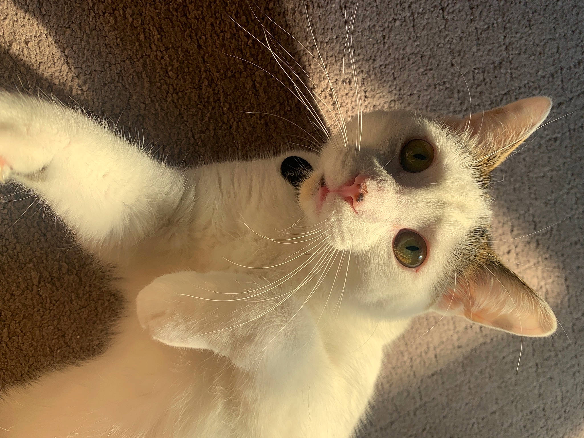 Jupiter is registered to the contest to win money with this photo: carnivore, cat, claw, close_up, domestic_short_haired_cat, fawn, felidae, fur, paw, small_to_medium_sized_cats, snout, tail, whiskers