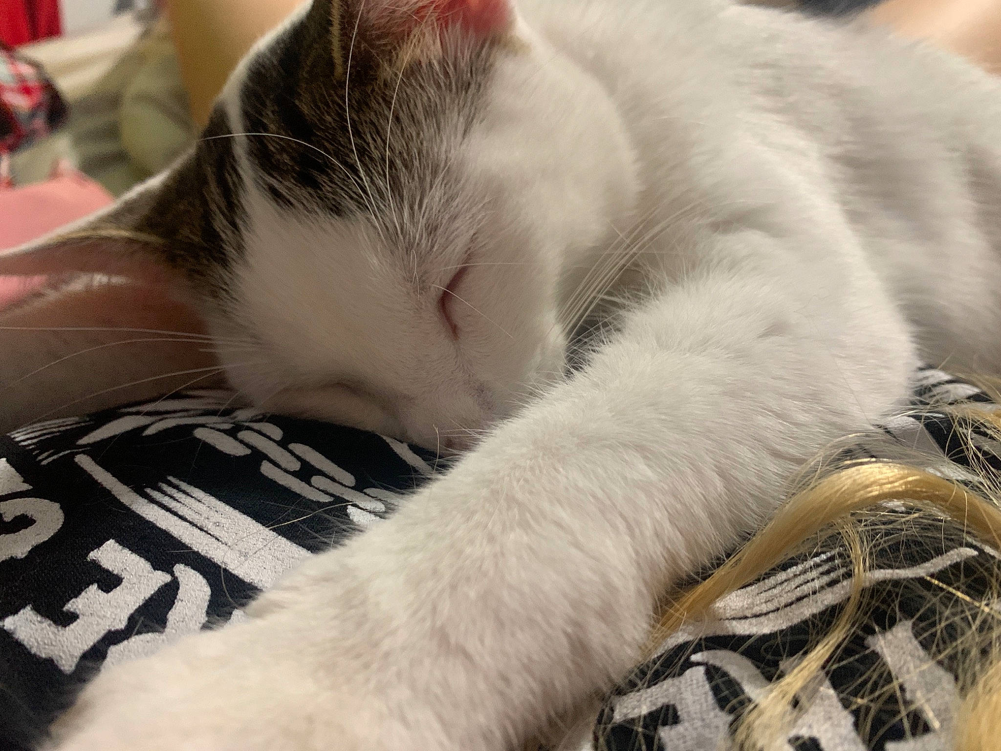 Jupiter joined the competition — help win amazing prizes! carnivore, cat, claw, close_up, cloud, comfort, domestic_short_haired_cat, eye, felidae, fur, linens, metal, nap, paw, sky, sleep, small_to_medium_sized_cats, snout, tail, whiskers