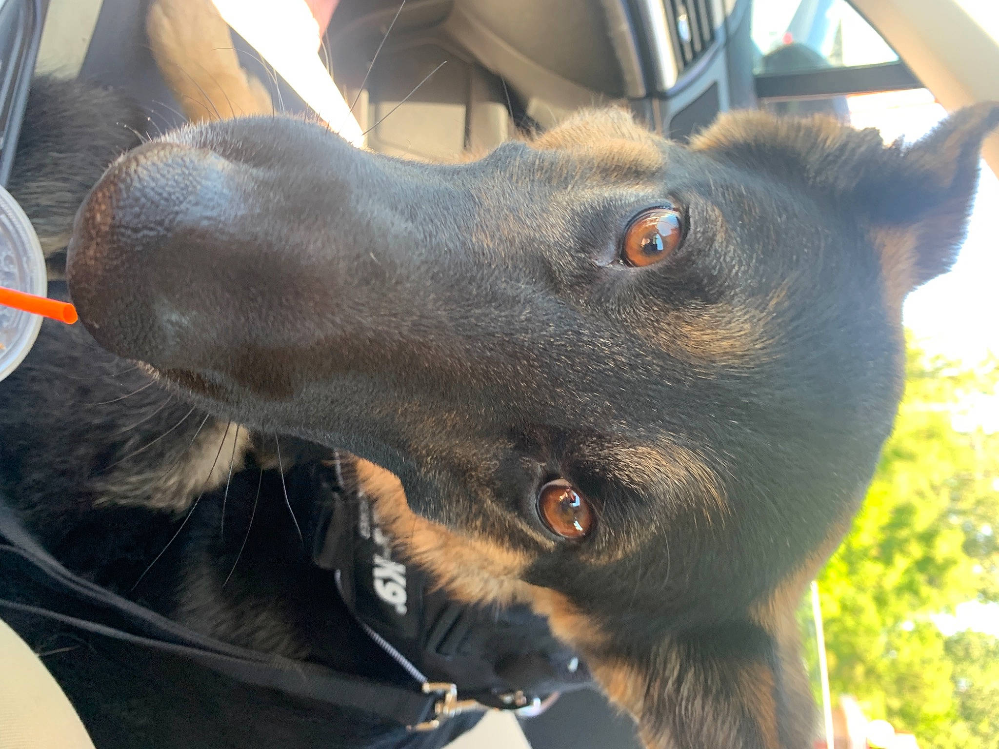 Hunter is registered to the contest to win money with this photo: borador, canidae, carnivore, collar, companion_dog, dog, dog_breed, dog_collar, ear, fawn, fur, gesture, guard_dog, jaw, liver, snout, sporting_group, whiskers, working_animal, working_dog