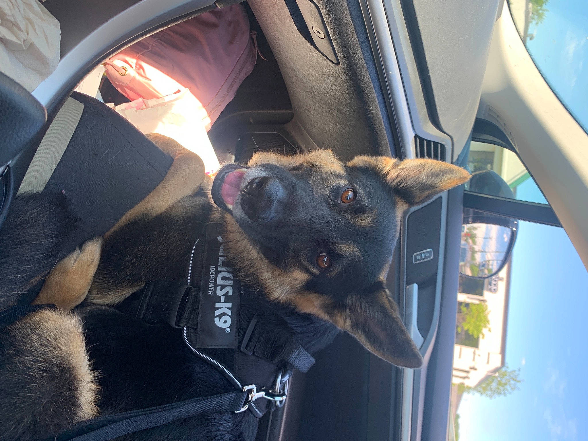 Hunter joined the competition — help win amazing prizes! auto_part, automotive_design, automotive_exterior, automotive_lighting, automotive_mirror, car, car_seat_cover, carnivore, collar, companion_dog, dog, dog_breed, head_restraint, mode_of_transport, motor_vehicle, snout, sporting_group, vehicle, vehicle_door, windshield