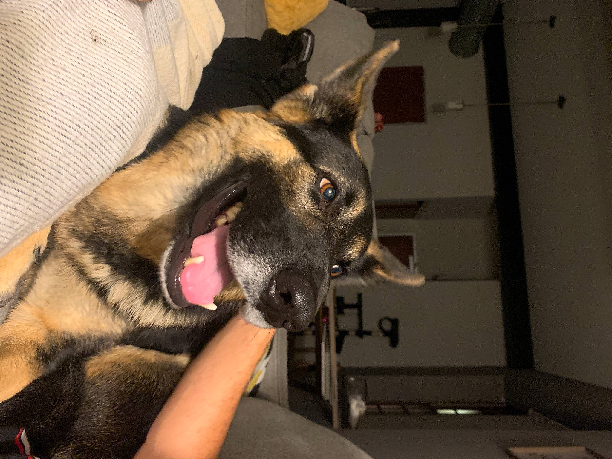 Hunter joined the competition — help win amazing prizes! belgian_shepherd_malinois, biting, canidae, carnivore, collar, companion_dog, dog, dog_breed, east_european_shepherd, fang, fawn, fur, german_shepherd_dog, king_shepherd, old_german_shepherd_dog, snout, sporting_group, whiskers, working_animal, working_dog