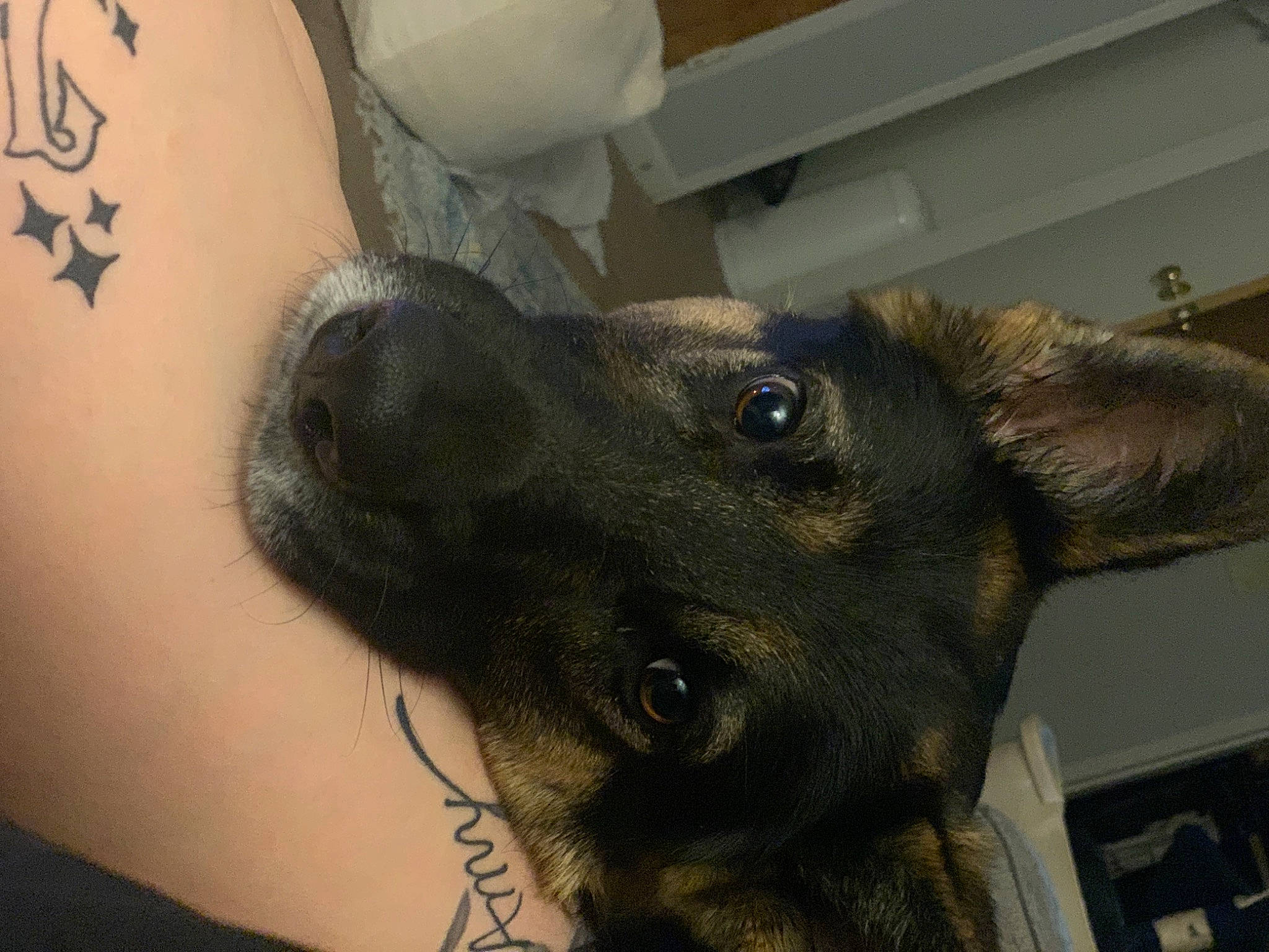 Hunter is registered to the contest to win money with this photo: carnivore, companion_dog, dog, dog_breed, ear, elbow, fawn, fur, gesture, hair, human_leg, jaw, liver, metal, snout, sporting_group, temporary_tattoo, whiskers, working_animal, wrist