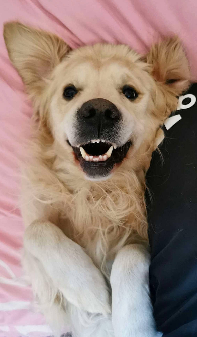 Marley participe au concours pour gagner de l'argent avec cette photo : canidae, carnivore, collar, companion_dog, dog, dog_breed, dog_collar, dog_supply, fang, fawn, firefighter, fur, paw, snout, sporting_group, tail, terrestrial_animal, toy_dog, whiskers, working_animal