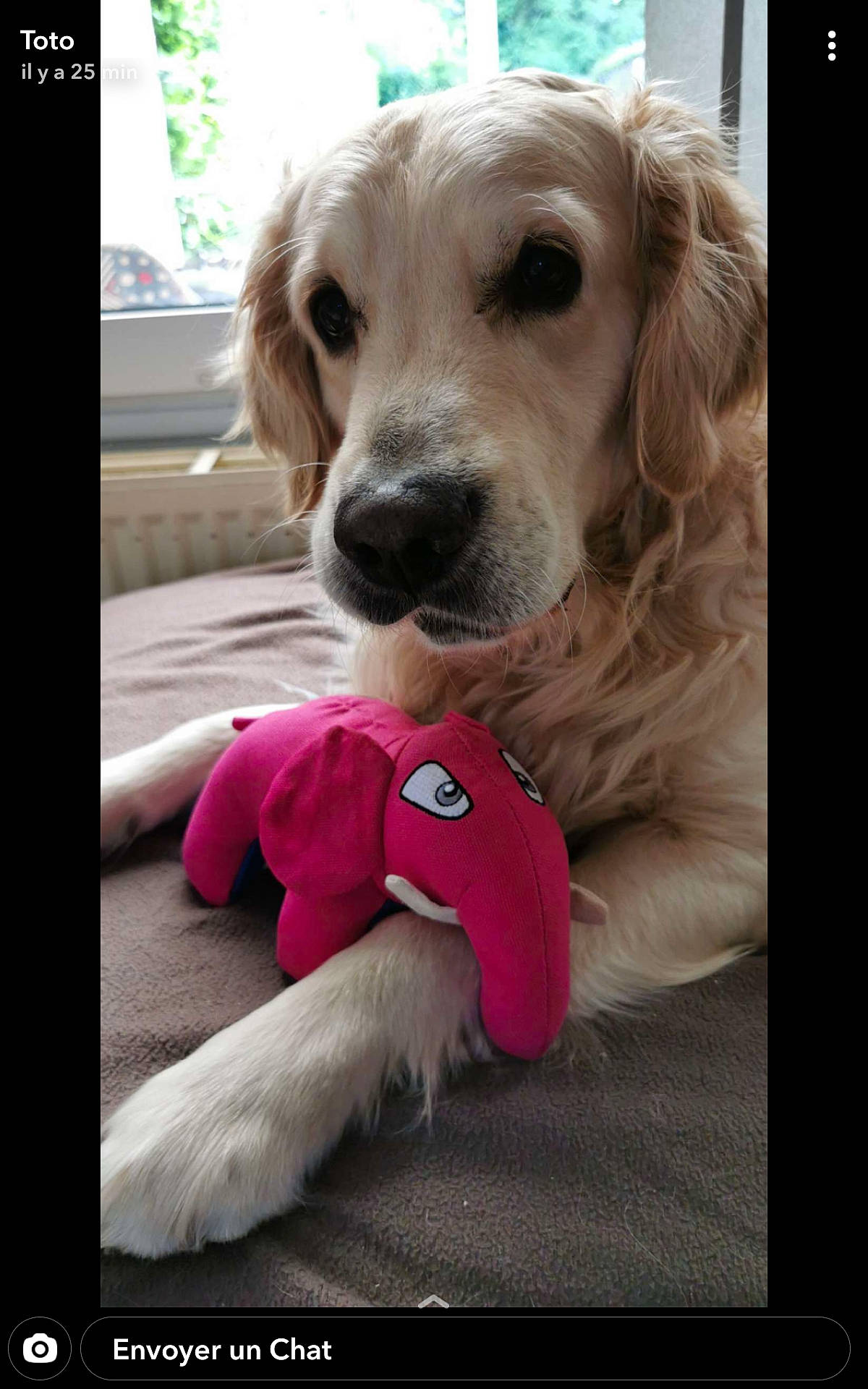 Marley participe au concours pour gagner de l'argent avec cette photo : beauty, carnivore, companion_dog, dog, dog_breed, dog_collar, dog_supply, fawn, fur, gun_dog, happy, liver, photo_caption, plant, puppy_love, selfie, snout, sporting_group, toy, working_animal