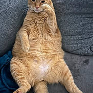 Chili participe au concours pour gagner de l'argent avec cette photo : cat, ginger_cat, pet, feline, relaxing, couch, indoor, fur, whiskers, paw, cute, lazy, animal, mammal, tabby, orange, domestic_cat, fluffy, resting, home