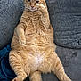 cat, ginger_cat, pet, feline, relaxing, couch, indoor, fur, whiskers, paw, cute, lazy, animal, mammal, tabby, orange, domestic_cat, fluffy, resting, home