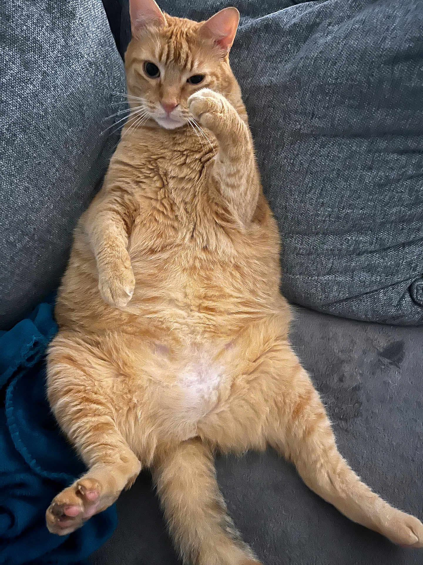 Chili participe au concours pour gagner de l'argent avec cette photo : cat, ginger_cat, pet, feline, relaxing, couch, indoor, fur, whiskers, paw, cute, lazy, animal, mammal, tabby, orange, domestic_cat, fluffy, resting, home