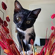 Suzie a rejoint le concours — aidez-le/la à gagner de superbes lots ! animal, black_and_white, bouquet, cat, close_up, curious, cute, domestic_cat, dried_flowers, feline, flowers, home, indoor, kitten, pets, plant, playful, vase, whiskers, young