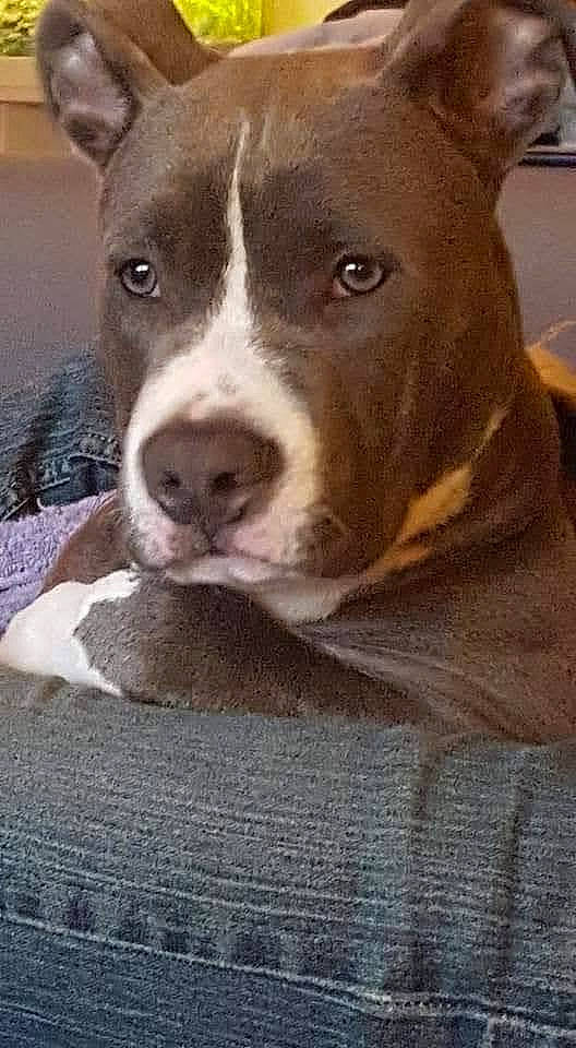 élio a rejoint le concours — aidez-le/la à gagner de superbes lots ! ancient_dog_breeds, canidae, carnivore, companion_dog, dog, dog_breed, fawn, non_sporting_group, scar, snout, sporting_group, terrestrial_animal, whiskers, wood, working_animal