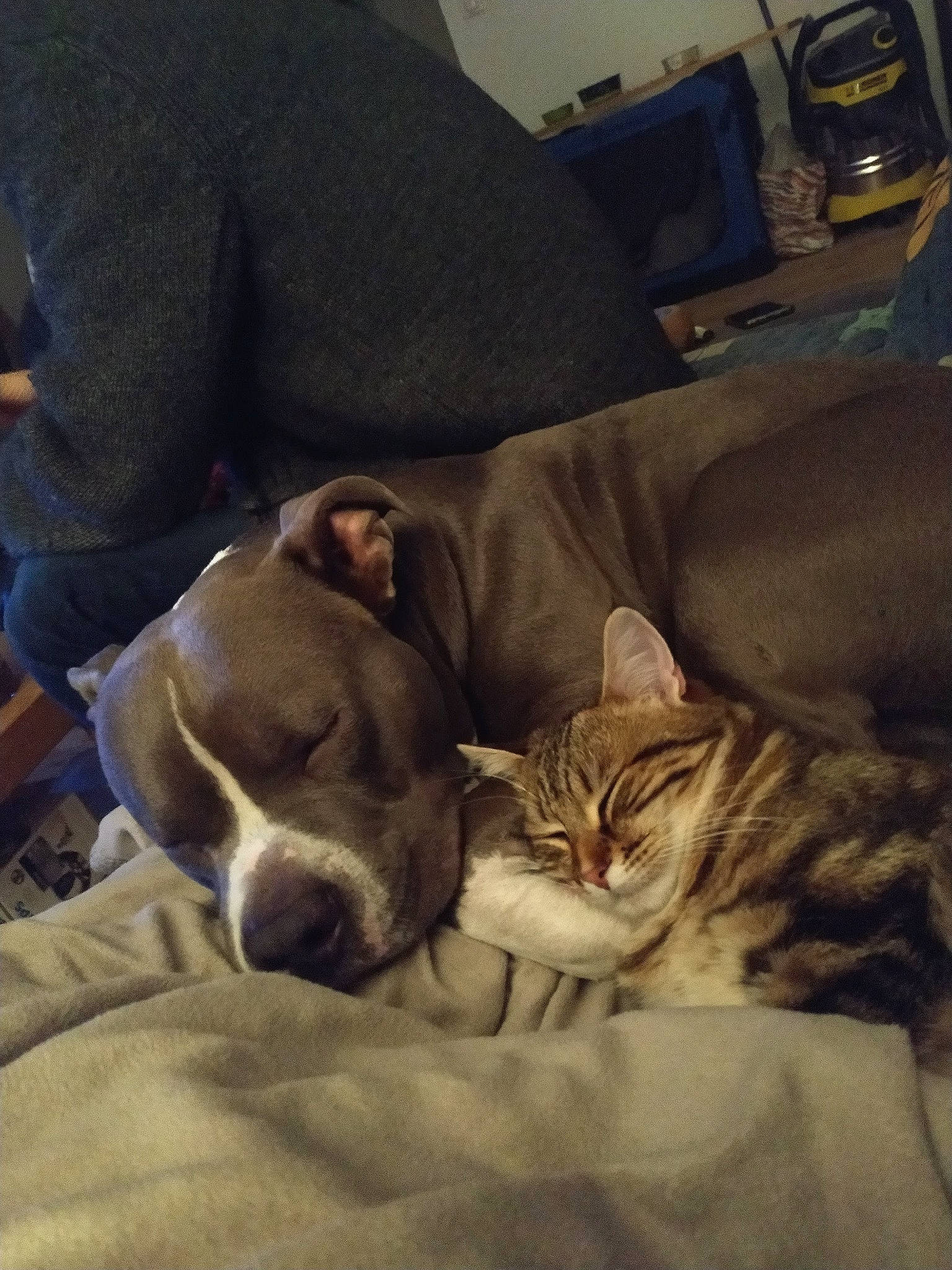 élio a rejoint le concours — aidez-le/la à gagner de superbes lots ! bedding, canidae, carnivore, cat, comfort, companion_dog, couch, dog, dog_breed, domestic_short_haired_cat, fawn, felidae, fur, jeans, linens, nap, room, small_to_medium_sized_cats, snout, whiskers