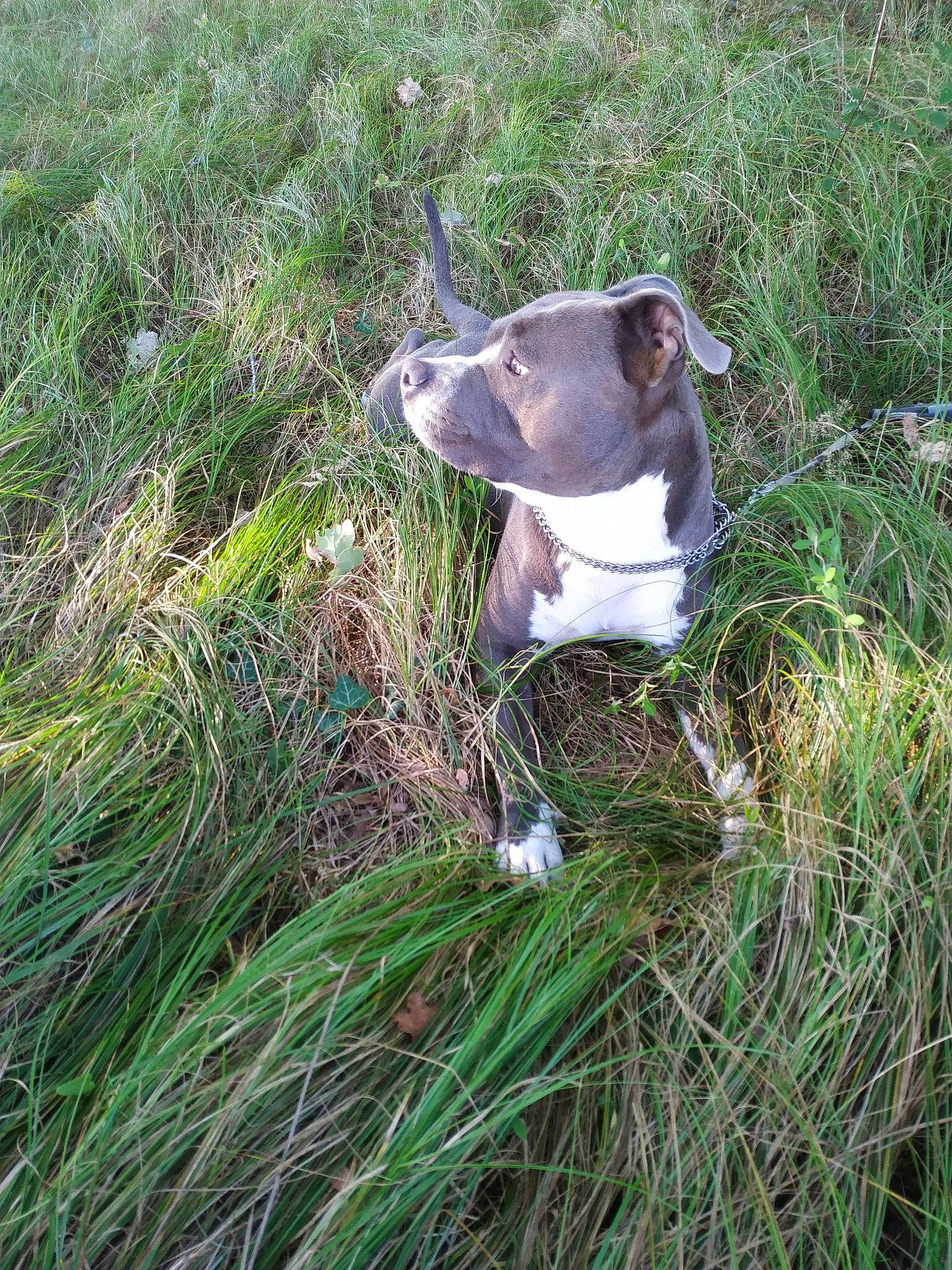 élio a rejoint le concours — aidez-le/la à gagner de superbes lots ! boston_terrier, canidae, carnivore, collar, companion_dog, dog, dog_breed, dog_collar, fawn, grass, liver, non_sporting_group, plant, snout, sporting_group, tail, terrestrial_animal, terrier, whiskers, working_animal