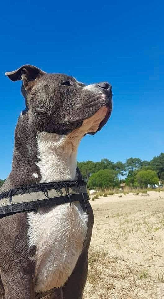 élio participe au concours pour gagner de l'argent avec cette photo : carnivore, collar, companion_dog, dog, dog_breed, dog_collar, hunting_dog, landscape, non_sporting_group, pet_supply, plant, sculpture, sky, snout, soil, sporting_group, tree, working_animal, working_dog