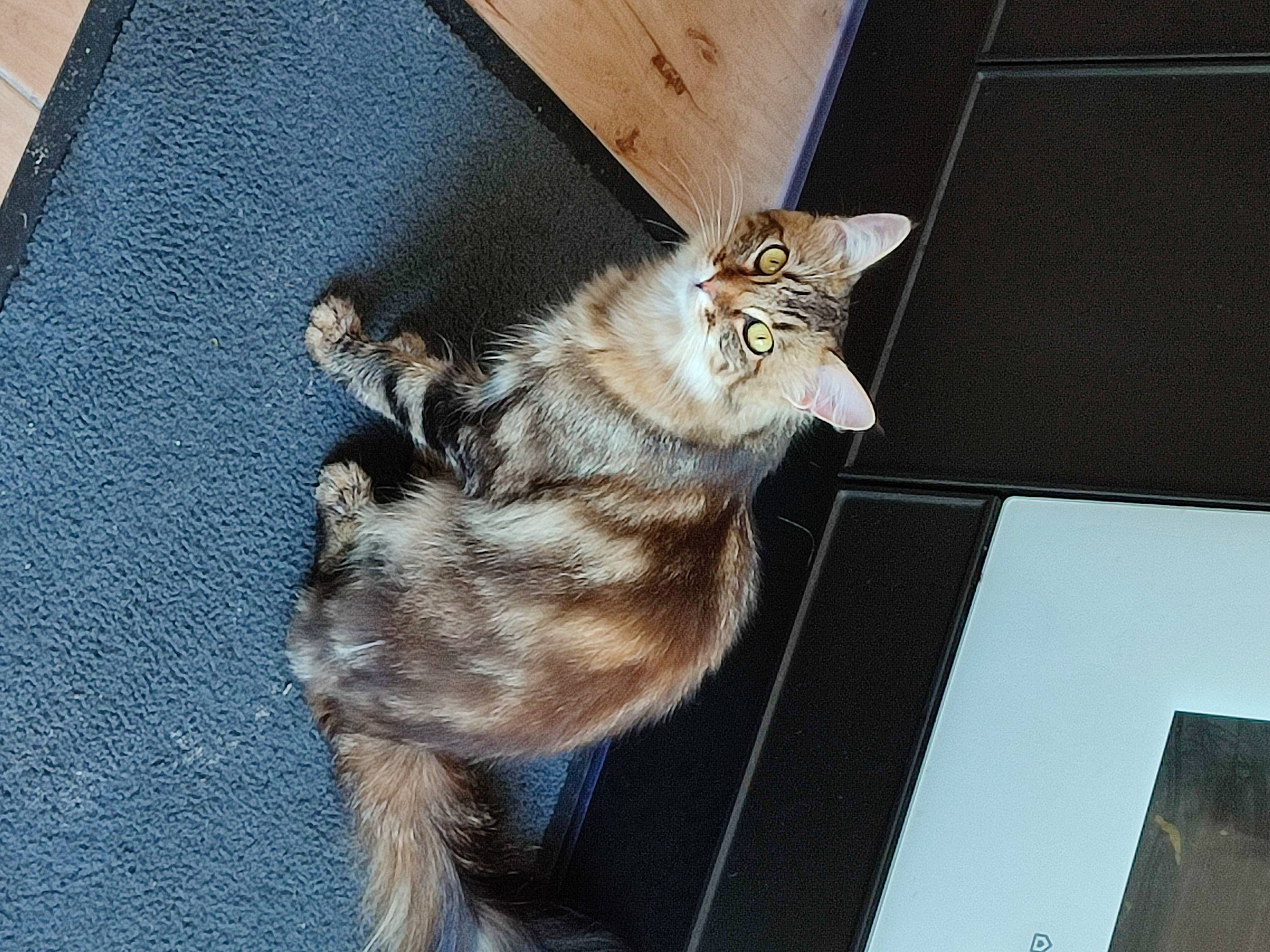 Sanga a rejoint le concours — aidez-le/la à gagner de superbes lots ! carnivore, cat, claw, domestic_short_haired_cat, fawn, felidae, fur, paw, small_to_medium_sized_cats, snout, tail, vehicle, whiskers, window, wood