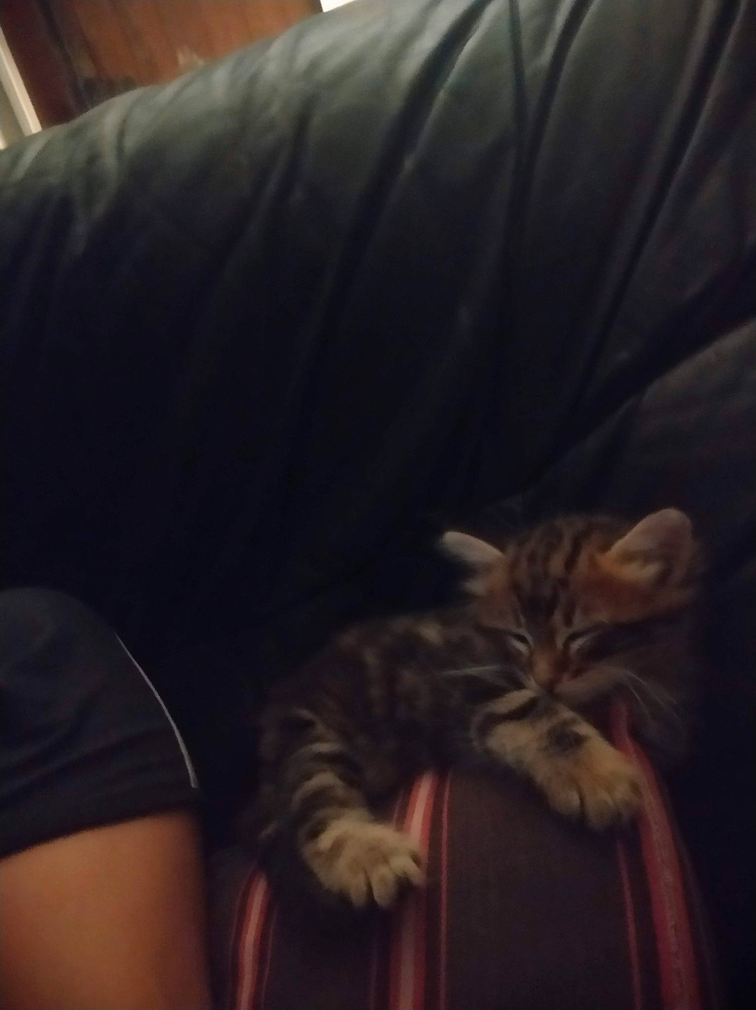 Sanga a rejoint le concours — aidez-le/la à gagner de superbes lots ! carnivore, cat, comfort, darkness, domestic_short_haired_cat, elbow, facial_hair, felidae, flesh, fur, gesture, human_leg, nap, sitting, sleep, sleeve, small_to_medium_sized_cats, t_shirt, tail, whiskers