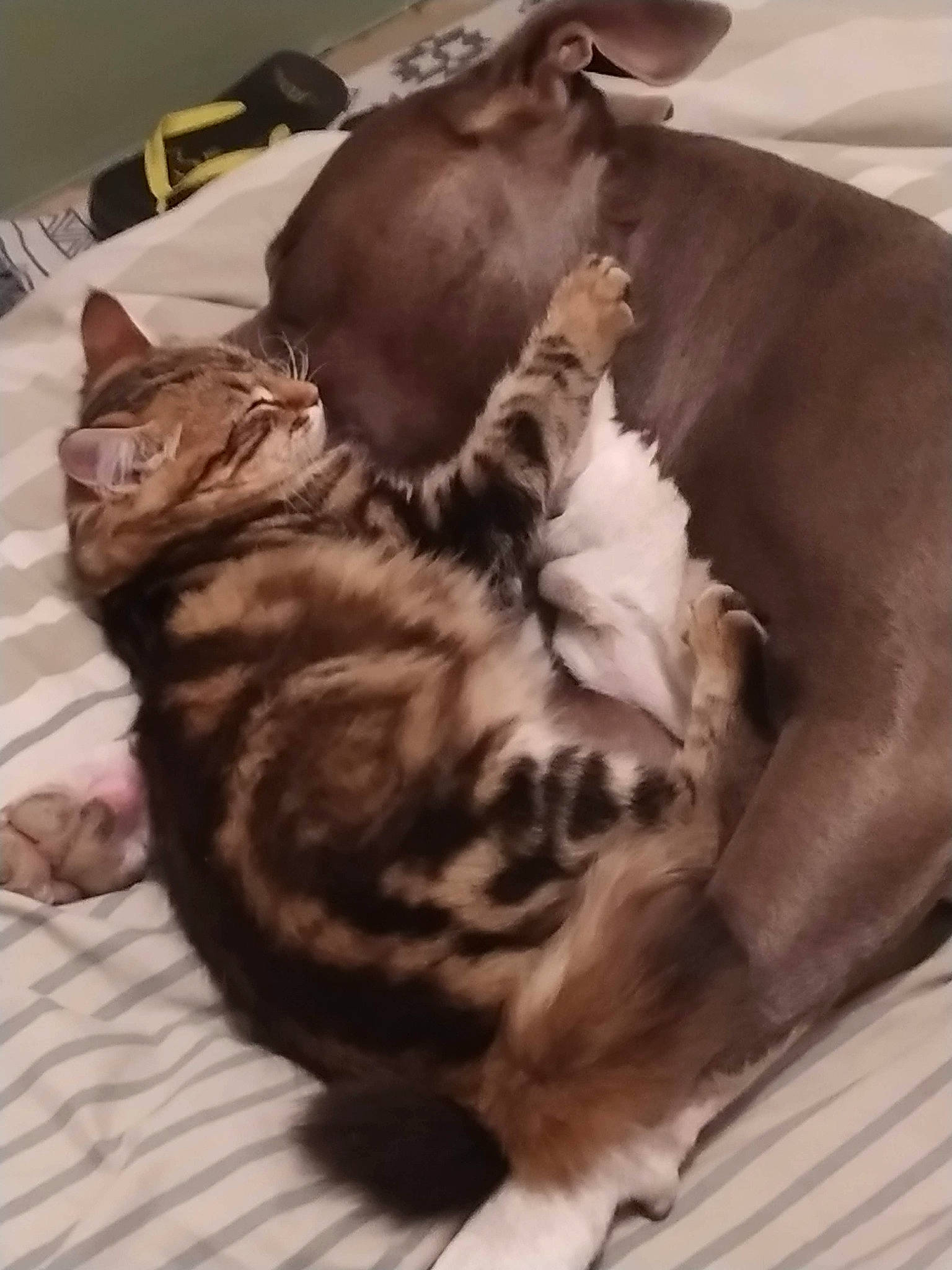 Sanga a rejoint le concours — aidez-le/la à gagner de superbes lots ! bed, brown, carnivore, cat, cat_bed, cat_supply, comfort, domestic_short_haired_cat, fawn, felidae, fur, mammal, nap, paw, sleep, small_to_medium_sized_cats, tail, whiskers