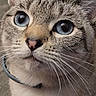 Maguna Lim is registered to the contest to win money with this photo: animal, blue_eyes, cat, close_up, collar, curious, cute, domestic_cat, ears, face, feline, fur, indoor, looking_up, muzzle, pet, portrait, soft_light, tabby, whiskers