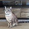 alert, animal, cat, collar, cords, curious, domestic_cat, ears, floor, framed_photos, furniture, indoor, pet, sitting, striped_cat, tabby, tail, tv_stand, whiskers, wooden_floor