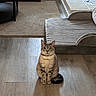 Maguna Lim joined the competition — help win amazing prizes! animal, calm, carpet, cat, cozy, curious, domestic_cat, feline, flooring, furniture, home, indoor, looking_at_camera, pet, pet_bed, quiet, resting_place, sitting, tabby_cat, wooden_floor