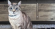 Maguna Lim is registered to the contest to win money with this photo: animal, blue_eyes, cabinet, cat, cords, curious, domestic_cat, family_photos, floor, furniture, home, indoor, mammal, pet, sitting, striped, tabby_cat, tail, whiskers, wooden_floor