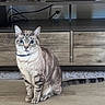 animal, blue_eyes, cabinet, cat, cords, curious, domestic_cat, family_photos, floor, furniture, home, indoor, mammal, pet, sitting, striped, tabby_cat, tail, whiskers, wooden_floor