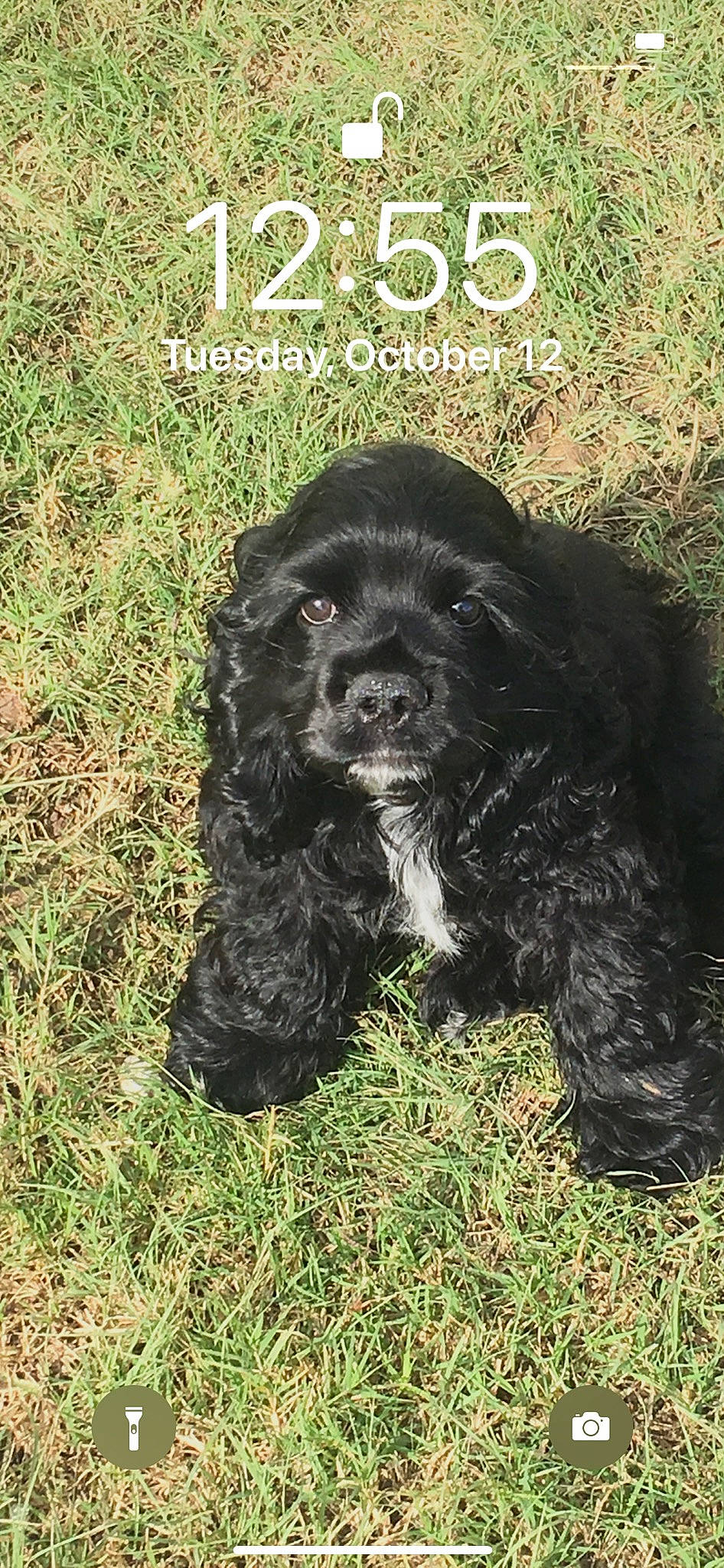 Brier is registered to the contest to win money with this photo: canidae, carnivore, companion_dog, dog, dog_breed, dog_supply, fur, grass, liver, non_sporting_group, snout, soil, spaniel, sporting_group, tail, terrestrial_animal, terrier, toy_dog, water_dog, working_animal