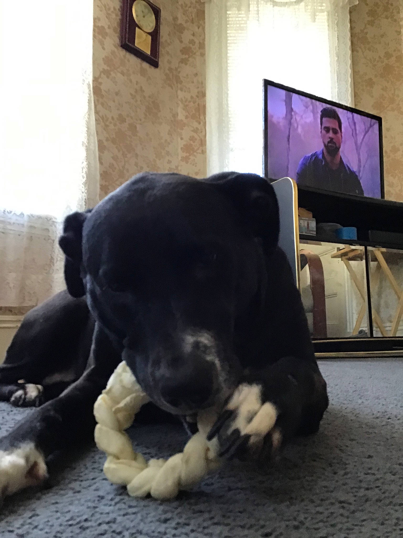 Kizzy joined the competition — help win amazing prizes! canidae, carnivore, companion_dog, dog, dog_breed, fur, snout, sporting_group