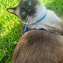cat, siamese_cat, blue_eyes, grass, outdoor, collar, pet, animal, feline, fur, whiskers, closeup, nature, sunlight, greenery, relaxed, laying_down, cute, domestic_animal, portrait