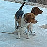 Tosca participe au concours pour gagner de l'argent avec cette photo : dog, outdoor, patio, tile_floor, two_animals, beagle, brown_and_white, black_and_white, pets, animal, companion, canine, domestic_animal, sitting, standing, tail, collar, fur, daylight, stone_floor
